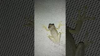 Floridian Tree Frog [upl. by Spring]