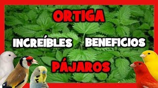 ORTIGA PARA CANARIOS Y EXOTICOS  ENCELADOR CASERO PARA PAJAROS  Remedios naturales [upl. by Tehr]