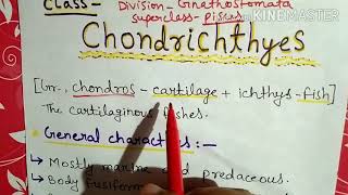 Class chondrichthyes characters and classification in Hindi [upl. by Nasia]