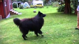 Timber Belgian Shepherd Dog Groenendael quotdancingquot [upl. by Sprague]