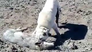 Kangal Completely Destroys A Wolf In An Epic Battle [upl. by Xerxes971]