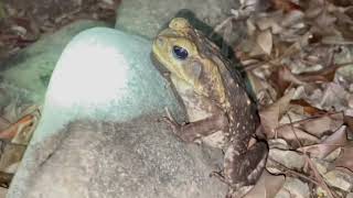 Rhinella marina​  Sapo gigante  Cane toad [upl. by Alison]