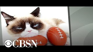 Grumpy Cat dies at age 7 [upl. by Goldfarb]