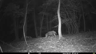 Wild Boar Sus scrofa at Woodland Clearing in Chestnut Forest  Alps Conifer and Mixed Forests [upl. by Rawlinson847]