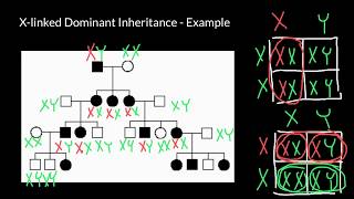 XLinked Dominant Genetic Disorder Example [upl. by Leifer]