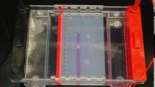 Electrophoresis Timelapse [upl. by Aivax921]