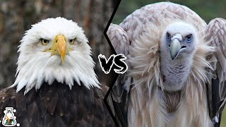 EAGLE VS VULTURE  Which is The Strongest [upl. by Airdnua913]