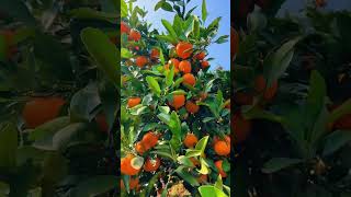 orangefruit orange fruitharvest fruit orchard [upl. by Natloz]