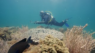 Mission Blue Exmouth Gulf and Ningaloo Coast Hope Spot – Uncharted Waters [upl. by Goldston934]