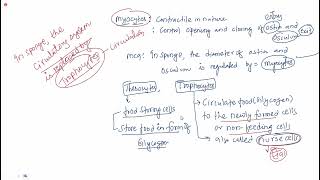 Phylum Porifera L3 [upl. by Airdnahs]