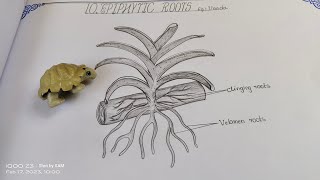 Drawing EPIPHYTIC ROOTS vanda botany record intermediate zoology epiphyllum epiphyticroots [upl. by Lorna]