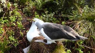 Atlantic Yellownosed Albatross courtship [upl. by Nerval]