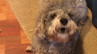 Funny Schnoodle dog trying to talk [upl. by Macmillan]