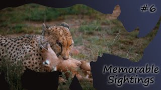 CHEETAH KILLS BABY ANTELOPE  Memorable Sightings Ep 6 [upl. by Netsew]