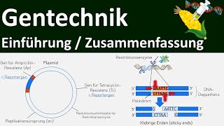 Gentechnik  Einführung  Zusammenfassung  Abitur Biologie Genetik Oberstufe  17 [upl. by Kezer]