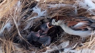 Eurasian tree sparrow Birds The little bird in the nest is very hungry  Review Bird Nest [upl. by Akere932]