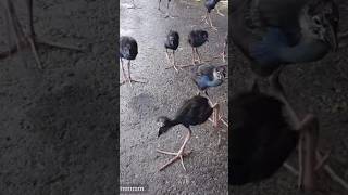 Swamphen birds 🐦 [upl. by Borszcz]