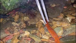 Red Salamander  Feeding time [upl. by Atse]