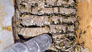 Yellow Jacket Wasp INFESTATION wasp nest Inside Mountain House Wasp Nest Removals [upl. by Leirbaj]