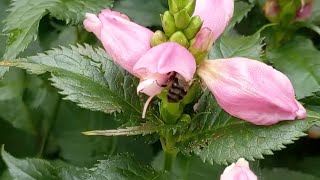 Bumblebees working the Chelone [upl. by Marston]