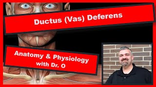 Ductus Vas Deferens Anatomy and Physiology [upl. by Gaylord196]