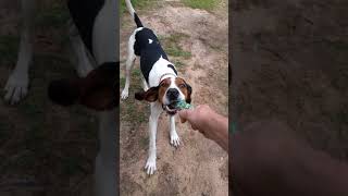 Treeing Walker Coonhound Jax playing and chasing a rope toy [upl. by Ecitnerp]