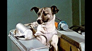 Laika The First Dog in Space A Heartbreaking Story of Exploration and Sacrifice [upl. by Atteynad]