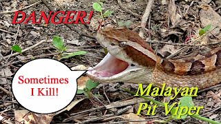 DANGEROUS  MALAYAN PIT VIPER [upl. by Nasya]