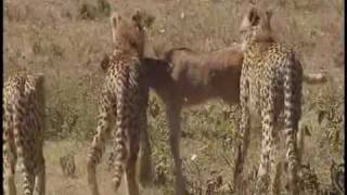 Serengeti National Park Tanzania  Part 2 [upl. by Ruphina]