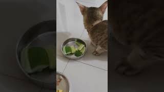 Kitten eats cucumber Cat not afraid of cucumber Cat loves cucumber [upl. by Kennet]