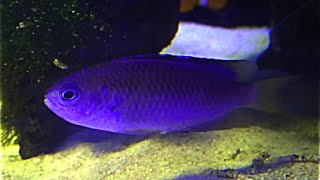 ソラスズメダイ Neon damselfishHeavenly damselfish Pomacentrus coelestis [upl. by Akihsay]