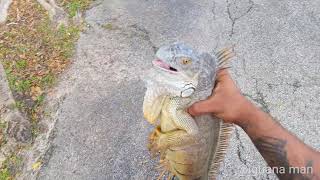 Whats The BEST Way To Catch Iguanas In Florida Catching Reptiles Iguana Hunting [upl. by Aryamo244]