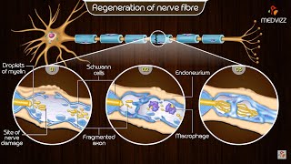 Neuroregeneration in the peripheral nervous system PNS  Physiology medical animations [upl. by Suirtemid]