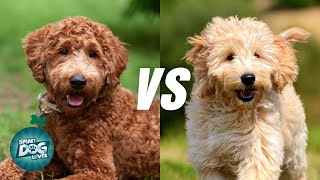 Labradoodle vs Goldendoodle The Differences You Need to Know [upl. by Denton381]