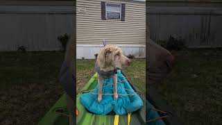 Shar Pei On The WATER [upl. by Lucienne72]