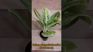 Rayan gold aglonemaYouTube shorts online sale online plant nursery [upl. by Pierrepont694]