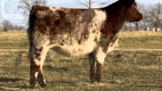 Leveldale Farms  Shorthorn heifer [upl. by Morty389]