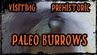 Giant Sloth Cave  Paleo burrow [upl. by Noissap]