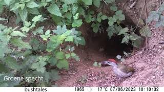 Groene specht  Picus Viridis  Eurasian Green Woodpecker [upl. by Aruam193]