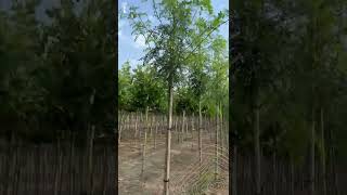 Lederhülsenbaum  Gleditsia triacanthos Skyline [upl. by Meer726]