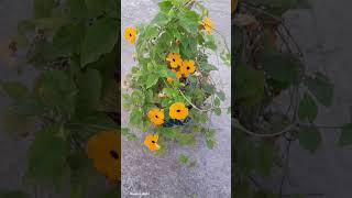 Blackeyed Susan Vine Plant Care [upl. by Leveridge]