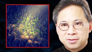 The TOP FOODS to Support a Healthy MICROBIOME  Dr William Li [upl. by Etiragram]