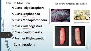 Phylum Mollusca Class Polyplacophora Class Monoplacophora Phylogenetic consideration [upl. by Ylirama]