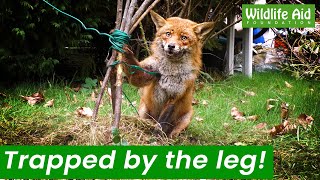 Trapped fox needs rescuing from garden tangle [upl. by Crowns]