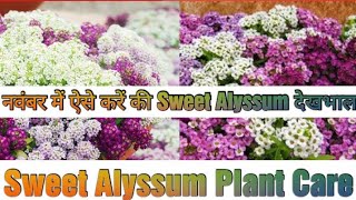 Sweet Alyssum Plant Care of Alyssum Plant  How to Grow n Care Alyssum Plant [upl. by Yrhcaz]