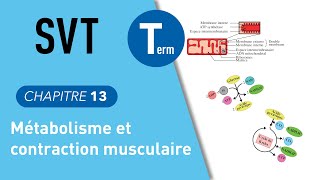 Terminale SVT  métabolisme et contraction musculaire [upl. by William]