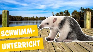 Ein Ameisenbär lernt schwimmen  Panda Gorilla und Co [upl. by Desdamona]