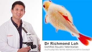 Dr Loh explains the causes of dropsy and does a full examination of a bloated Goldfish [upl. by Vladamar624]