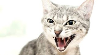 Cat Sound Effect  Cat Meowing Sound Effect  Cat Sounds Angry [upl. by Saiasi]