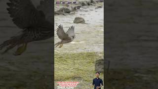 Chim cắt truy đuổi vịt chạy rất nhanh và thoát thân  Falcon chasing duck [upl. by Htinnek331]